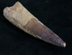 Spinosaurus Tooth - Good Quality #9071-1